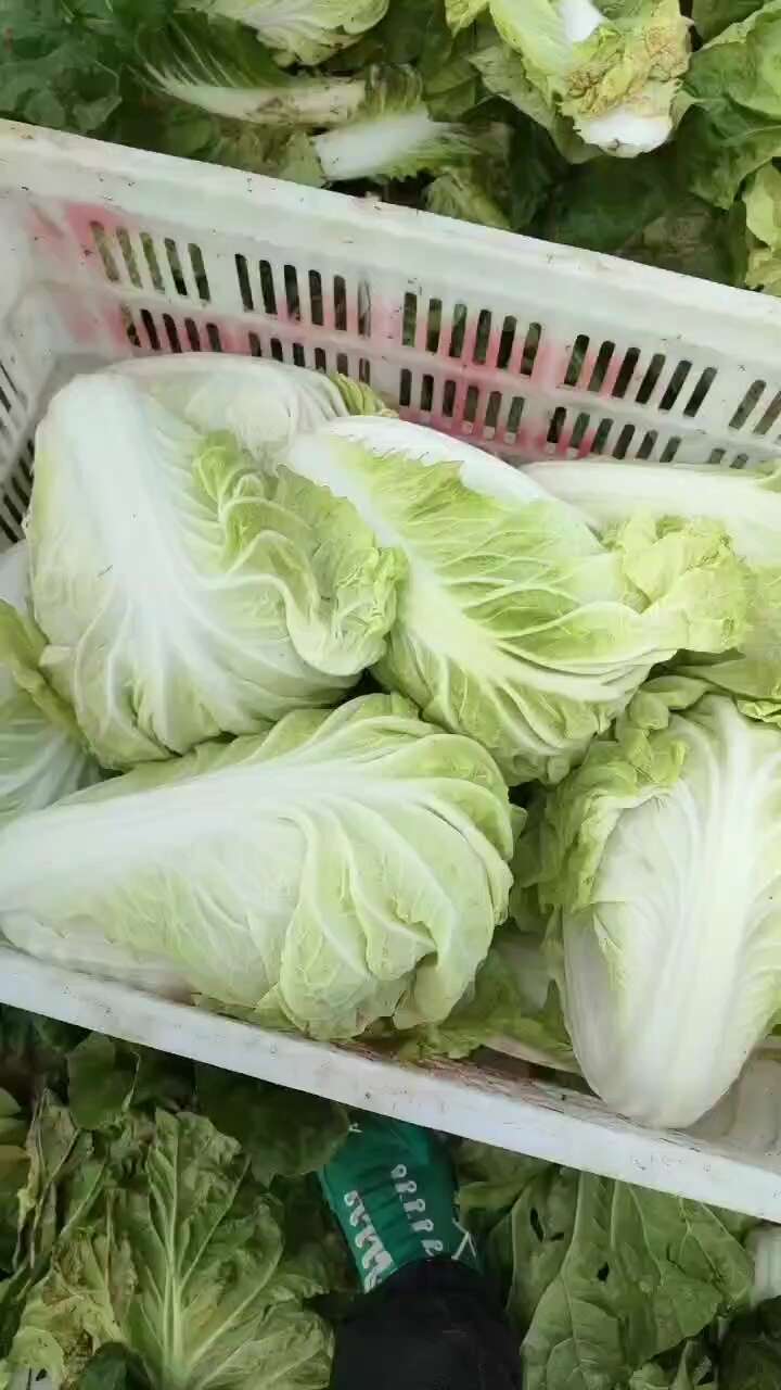 夏阳白菜上市了欢迎各地客户采购