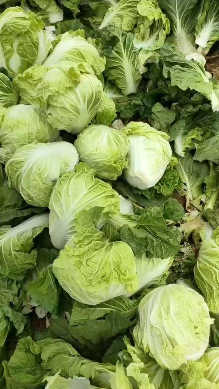 夏阳白菜上市了欢迎各地客户采购