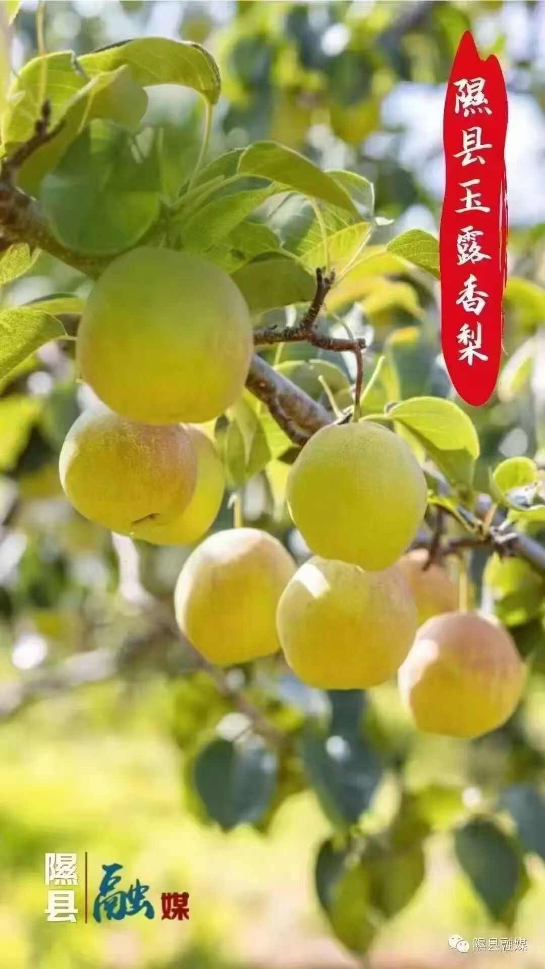 隰县玉露香梨