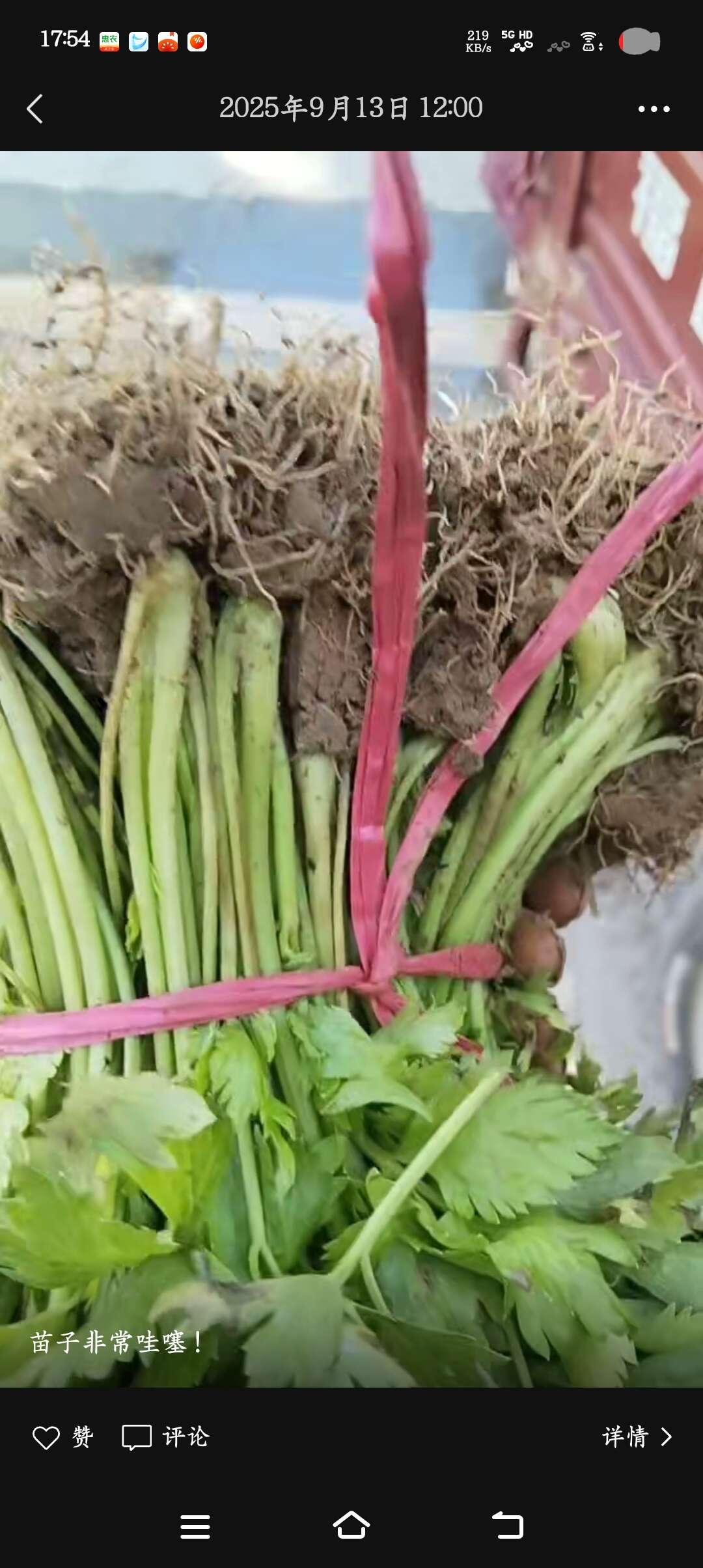 芹菜苗原产地