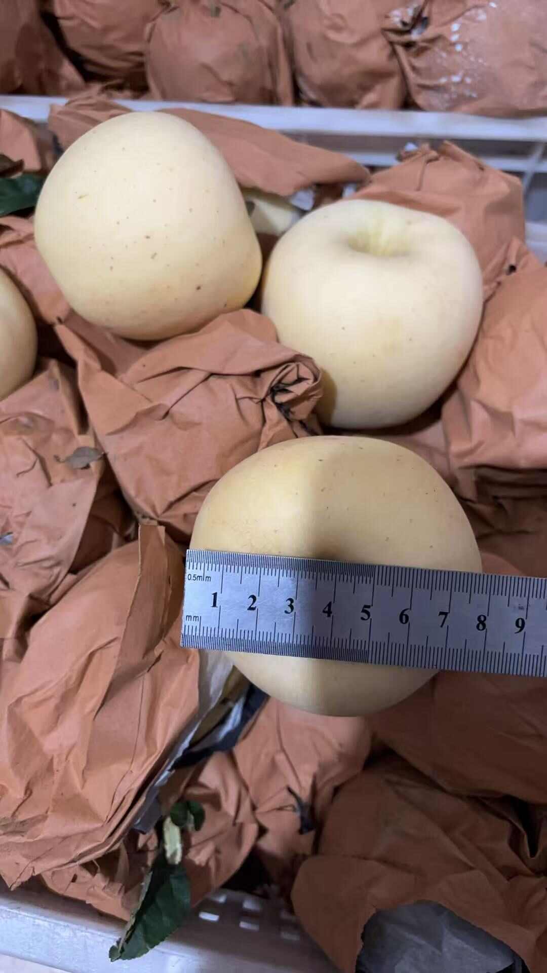 黄金维纳斯苹果
