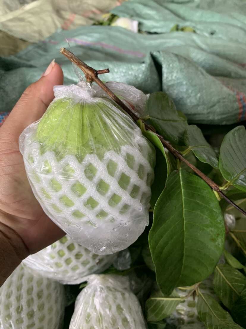 广西北流珍珠白心番石榴 新鲜热带水果