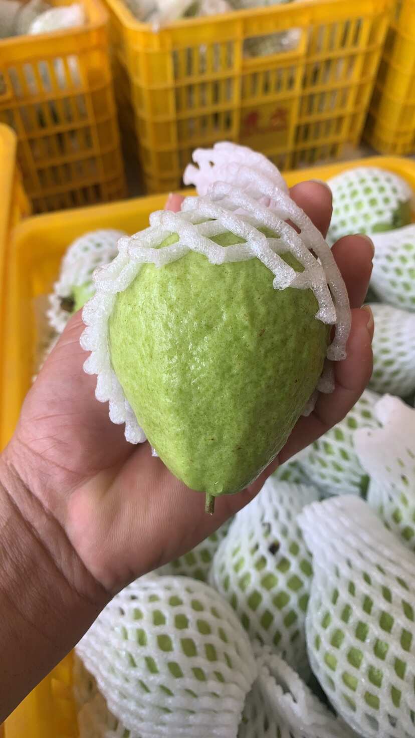 广西北流珍珠白心番石榴 新鲜热带水果