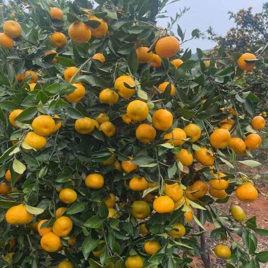 广西南丰蜜桔出口越南，越南果带长叶子，代办代发，资质齐全