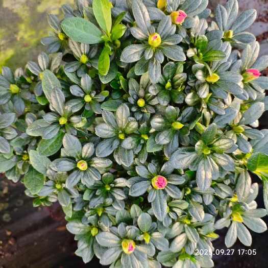 漳平市红色杨梅红杜鹃花独杆带花苞