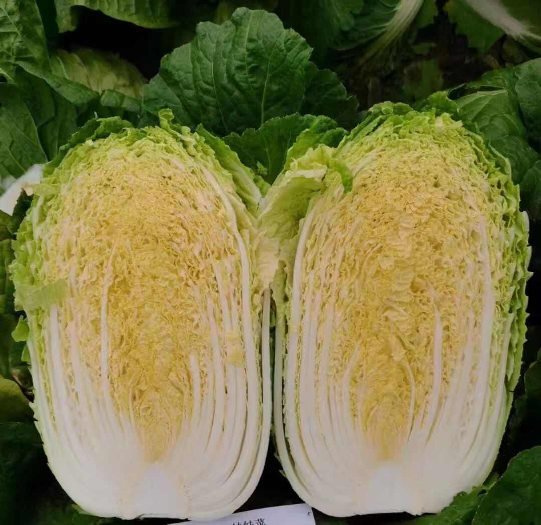 吉林产区精品包心菜