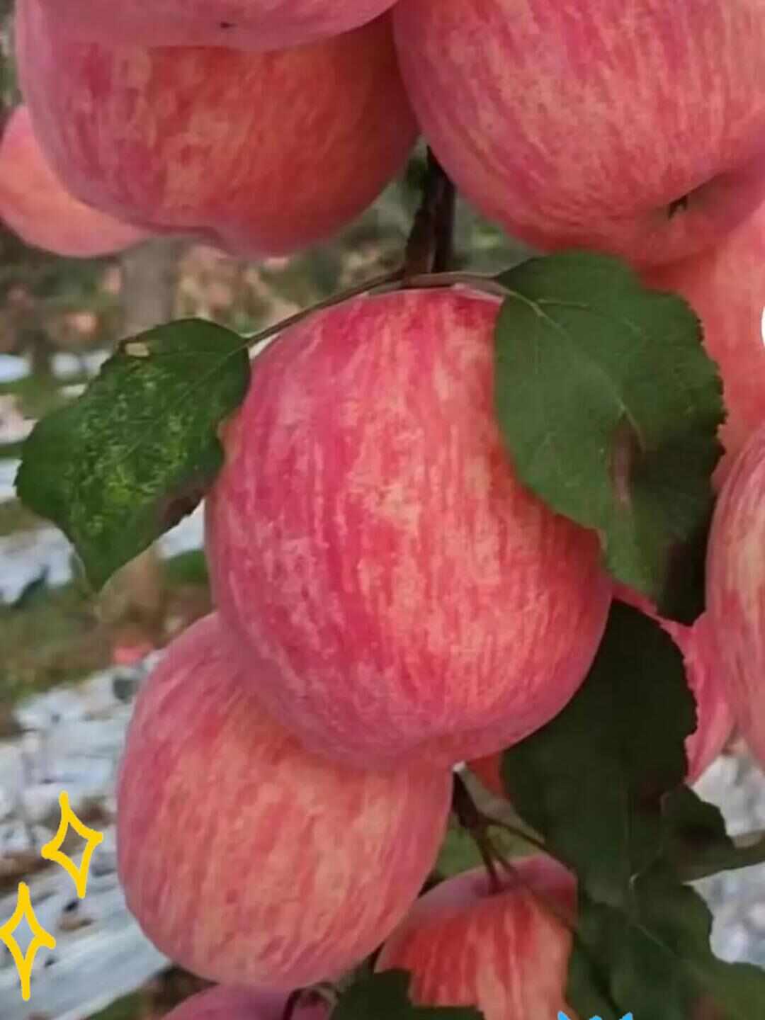 陕西永寿红富士苹果 产地直发 新鲜水果