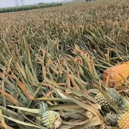 徐闻县巴厘菠萝