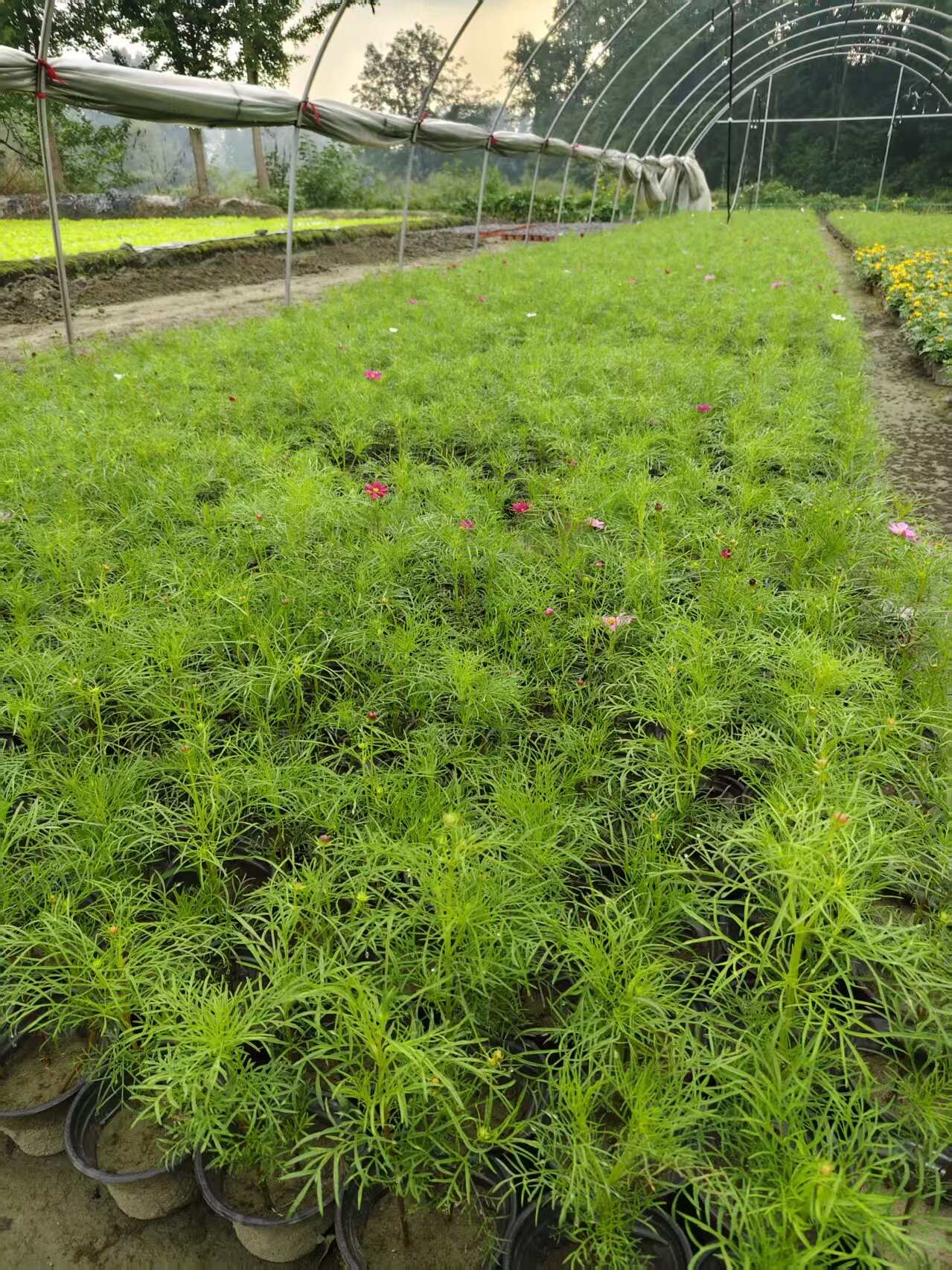 波斯菊