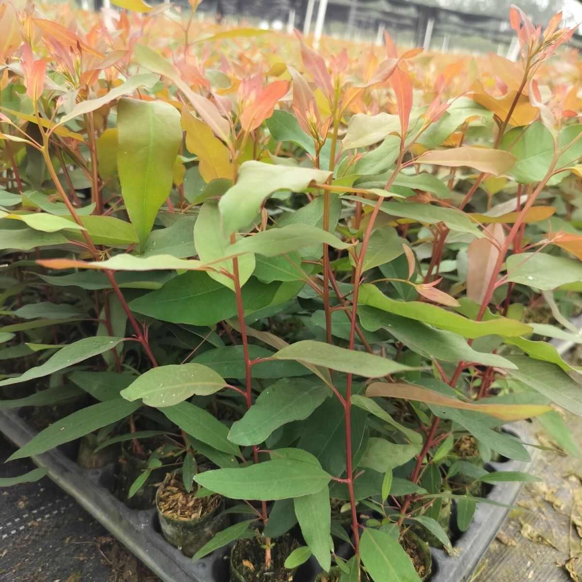 正品广29速生桉树苗生长快三年成材木质好直发包邮新鲜