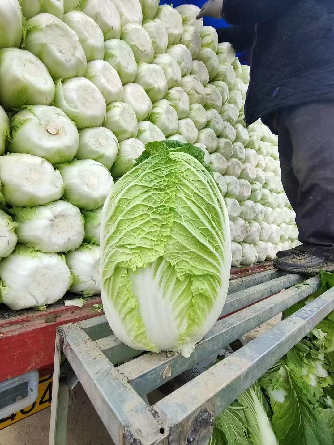 吉林产区精品包心菜