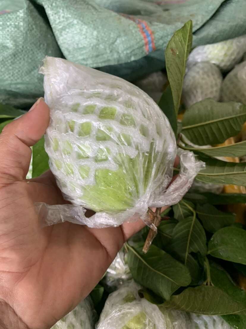 广西北流珍珠白心番石榴 新鲜热带水果