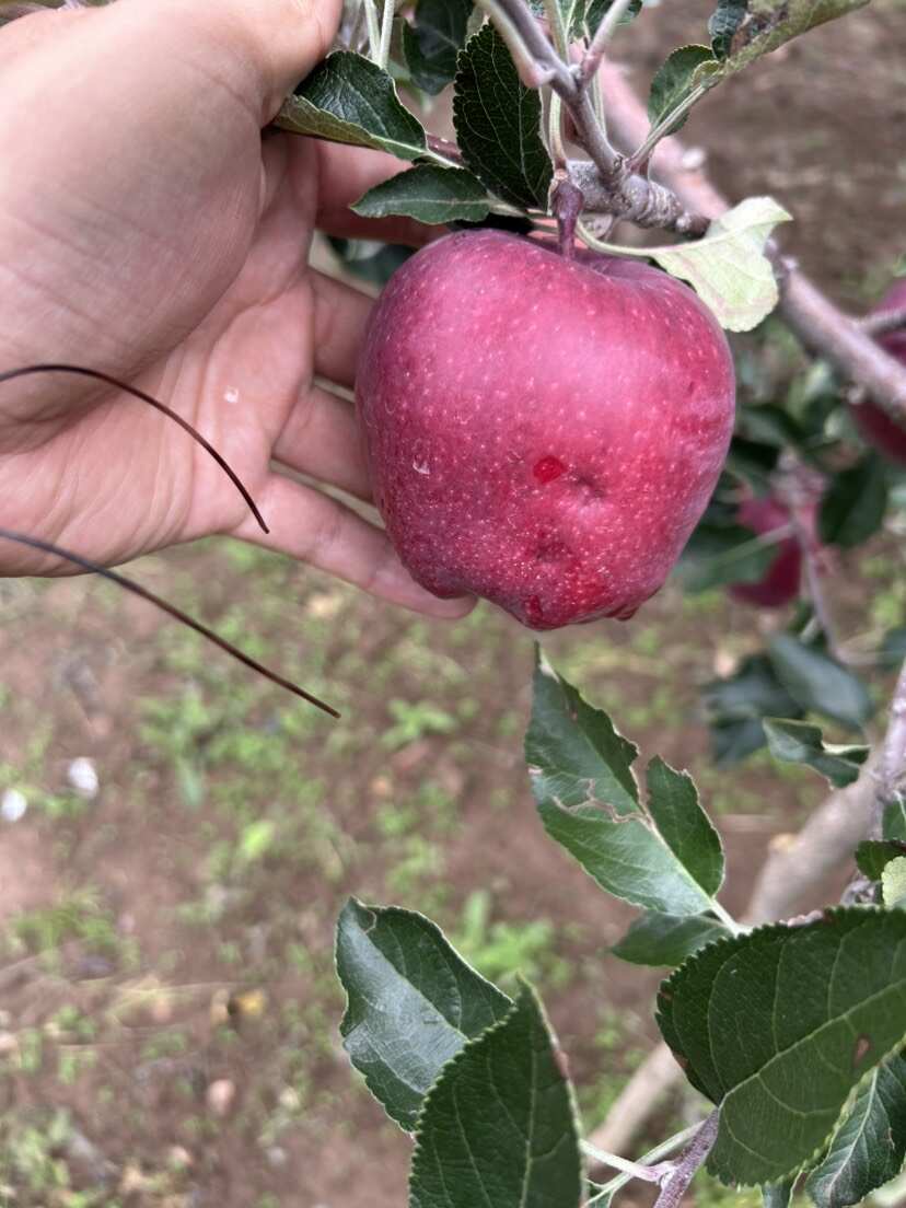 天水市秦安县刘坪镇墩湾村高山货，冰雹货大量有货