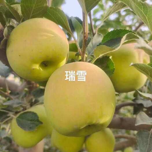 新泰市苹果苗 大量上市