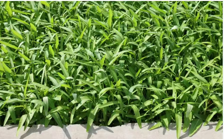 农场种植直接批发有机空心菜