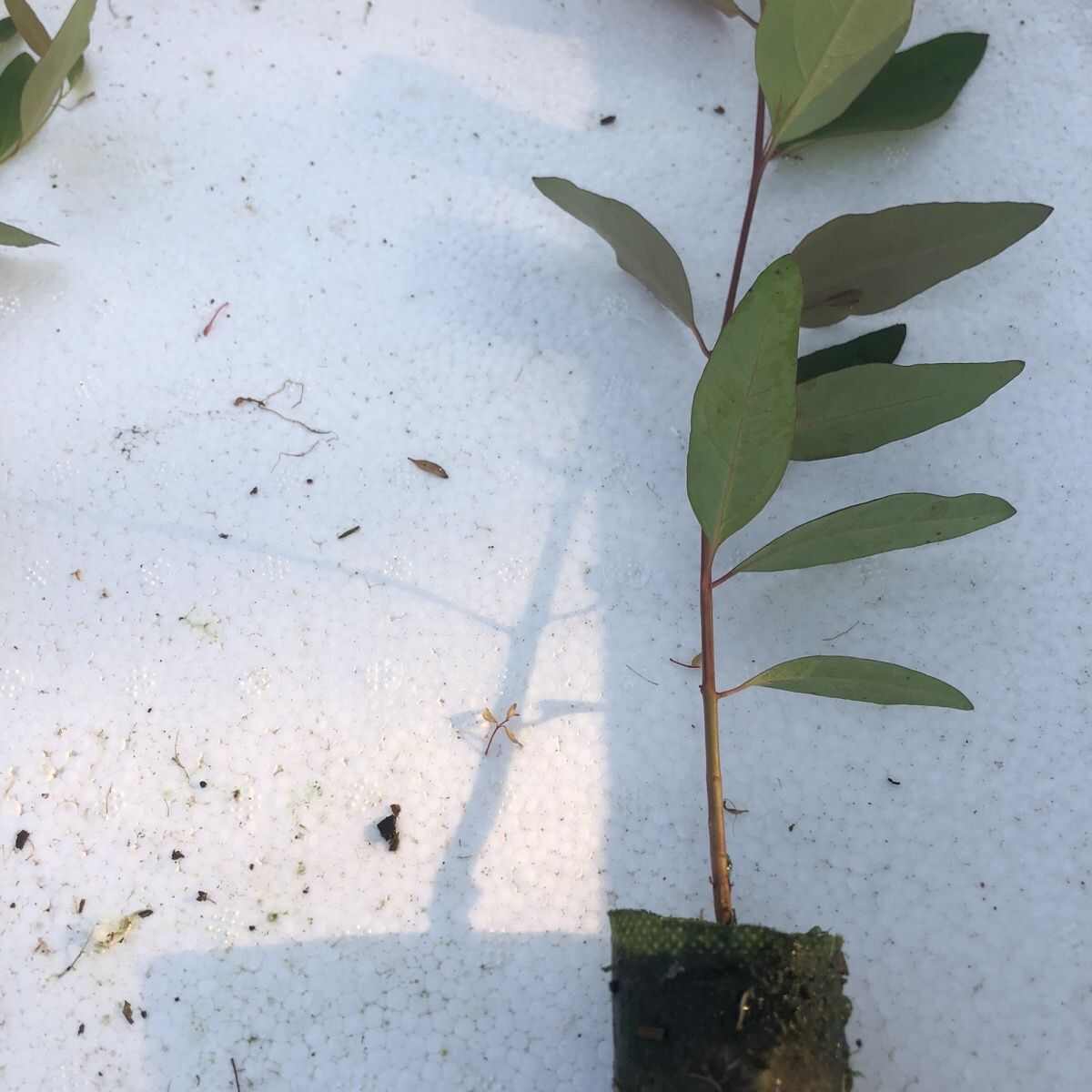 正品广29速生桉树苗生长快三年成材木质好直发包邮新鲜