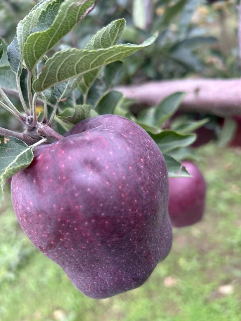 天水市秦安县刘坪镇墩湾村高山货，冰雹货大量有货