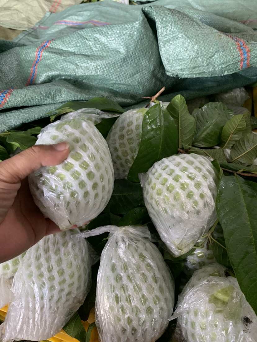 广西北流珍珠白心番石榴 新鲜热带水果