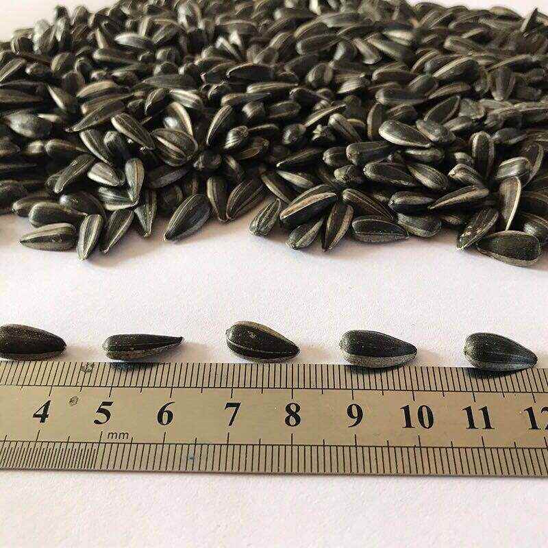 【优惠2 大袋】新货黑珍珠小瓜子五香味奶香味2025新油葵