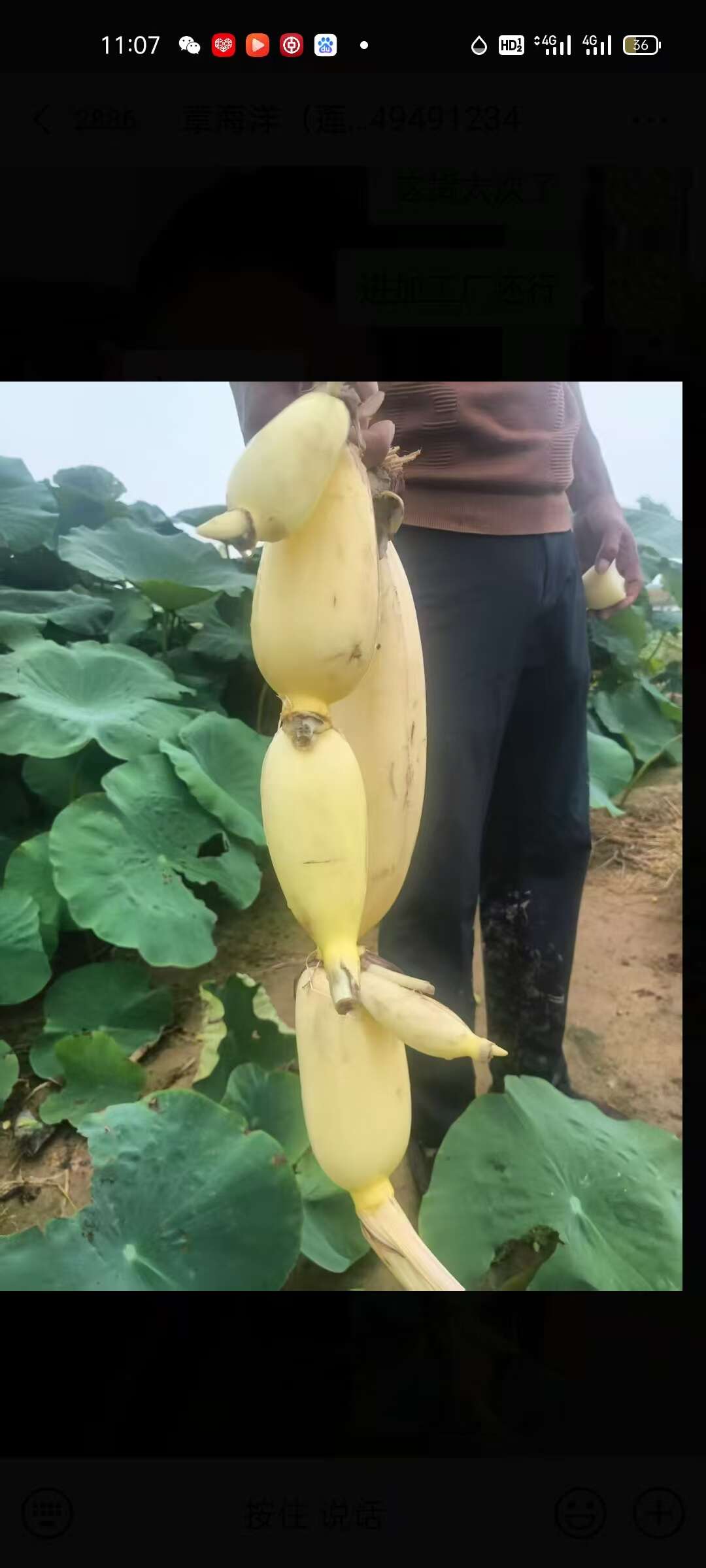 500亩莲藕即将开挖欢迎各位老板来洽谈