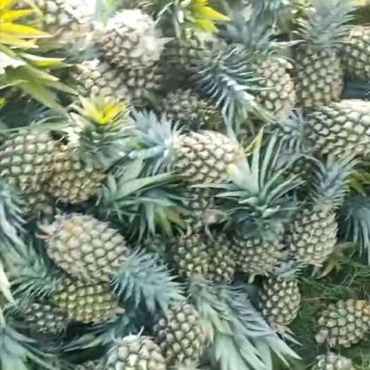 徐闻县蜂蜜凤梨