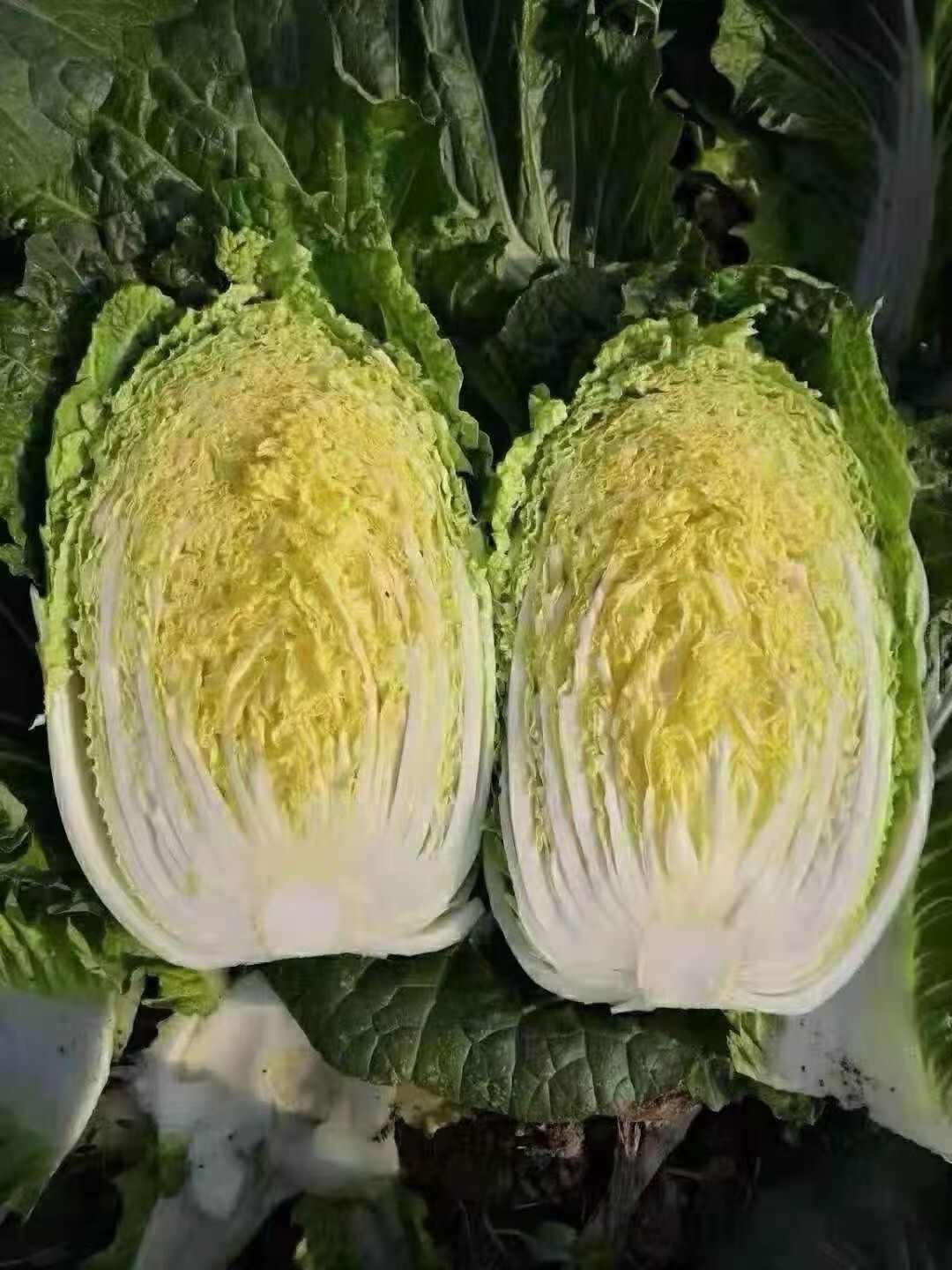 吉林产区精品包心菜