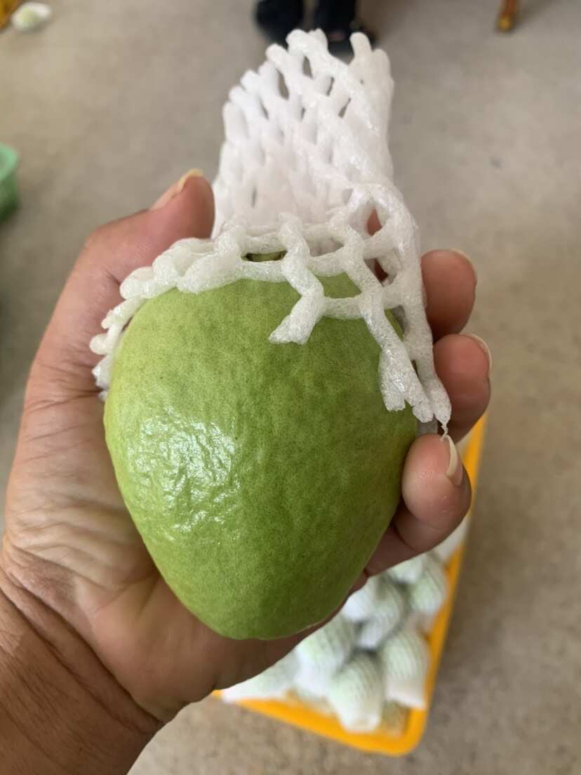 广西北流珍珠白心番石榴 新鲜热带水果