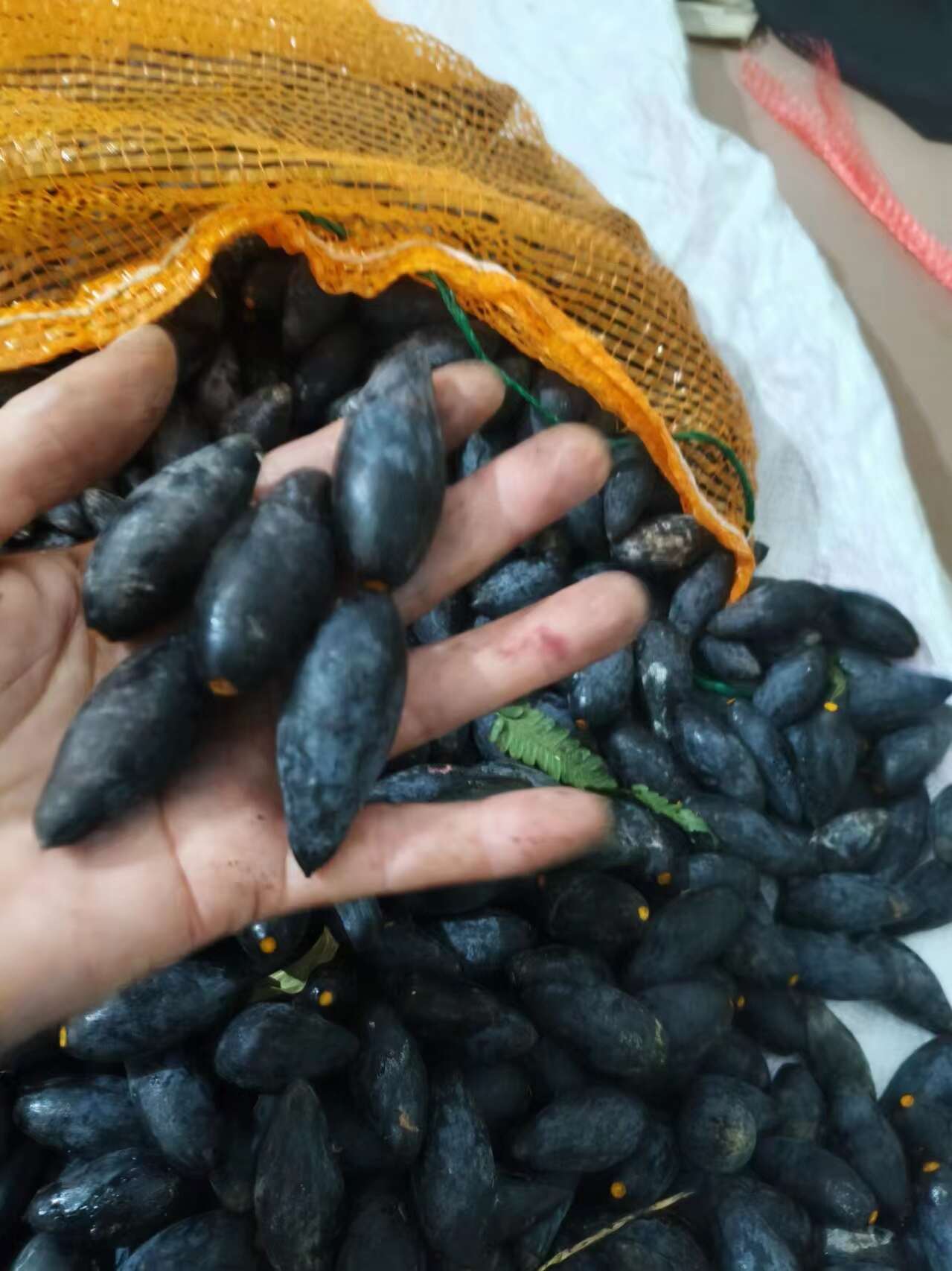 潮汕新鲜黑橄榄 产地直发 乌榄 菜榄