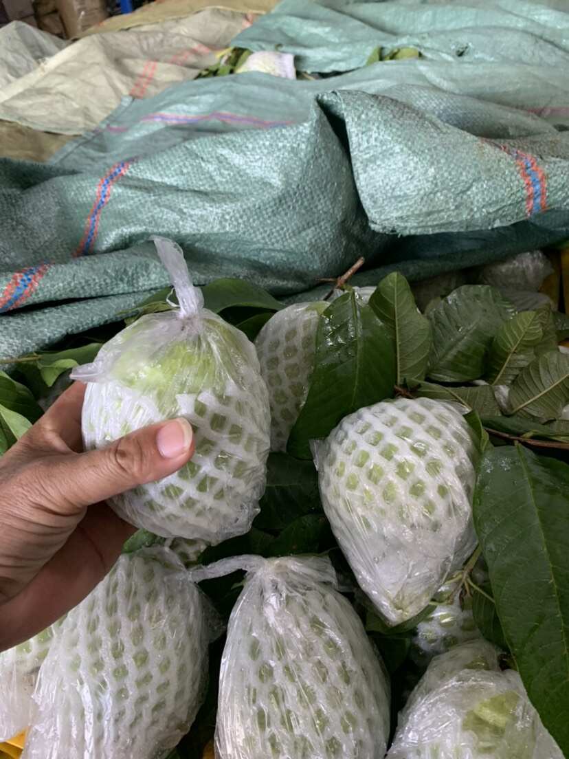 广西北流珍珠白心番石榴 新鲜热带水果