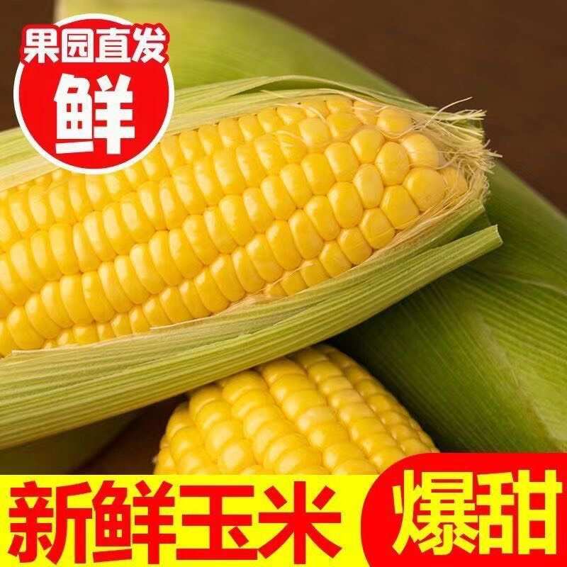云南新鲜水果甜玉米产地现摘现发玉米棒子爆浆蔬菜玉米