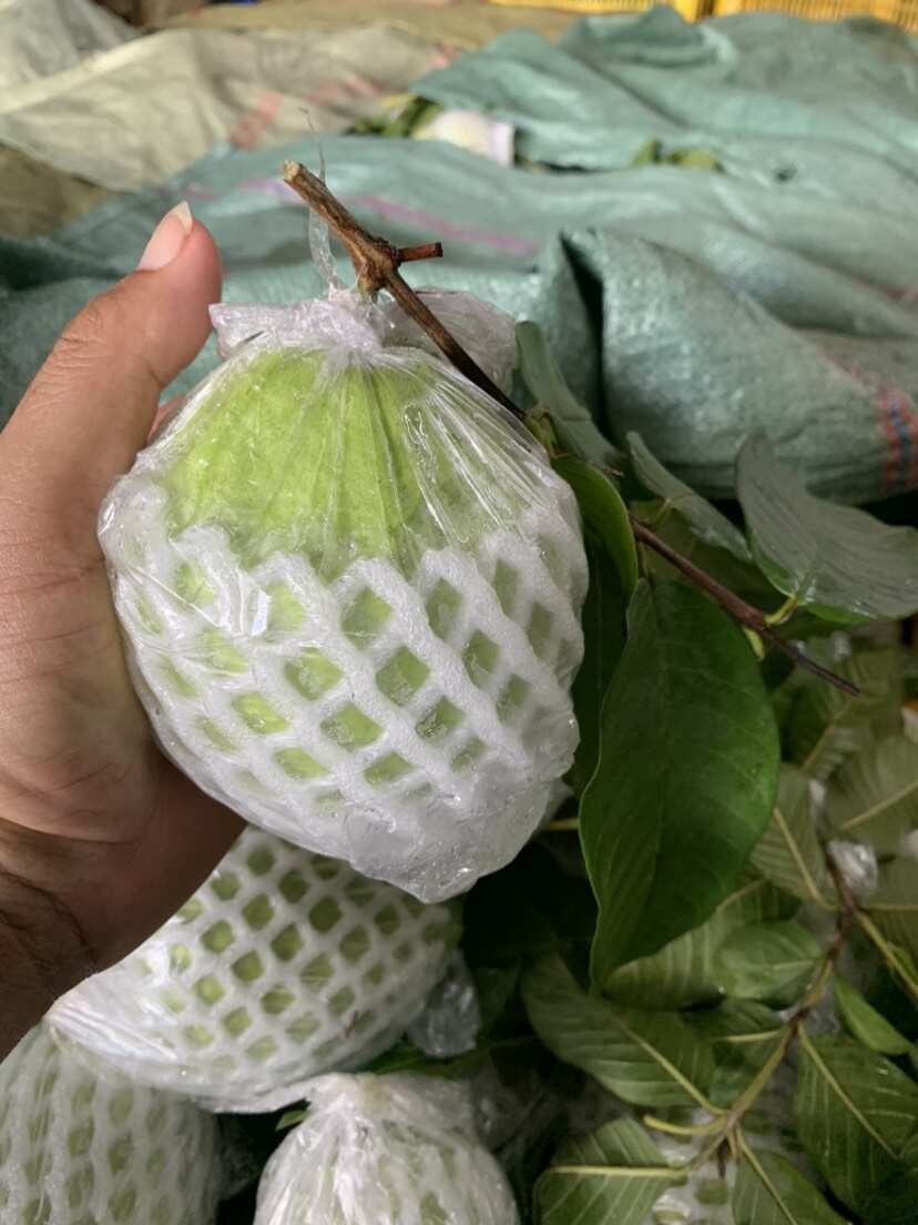 广西北流珍珠白心番石榴 新鲜热带水果