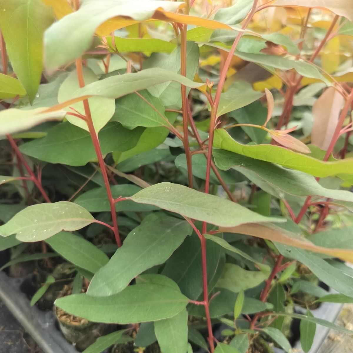 正品广29速生桉树苗生长快三年成材木质好直发包邮新鲜