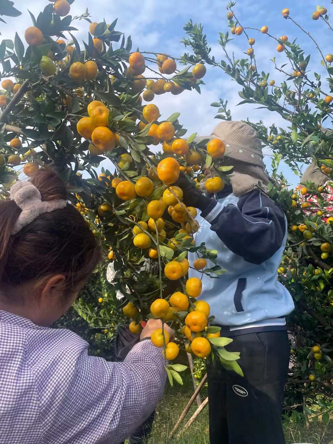 广西南丰蜜桔越南货。越南水果外贸出口，代发代办，资质齐全