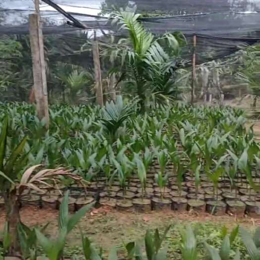 白沙县海南白沙本地槟榔苗，二十多年老树培育，