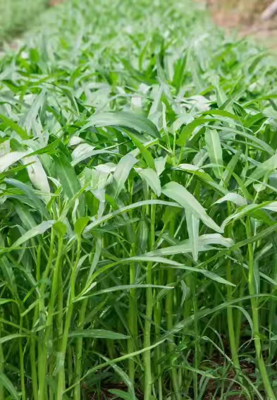 农场种植直接批发有机空心菜