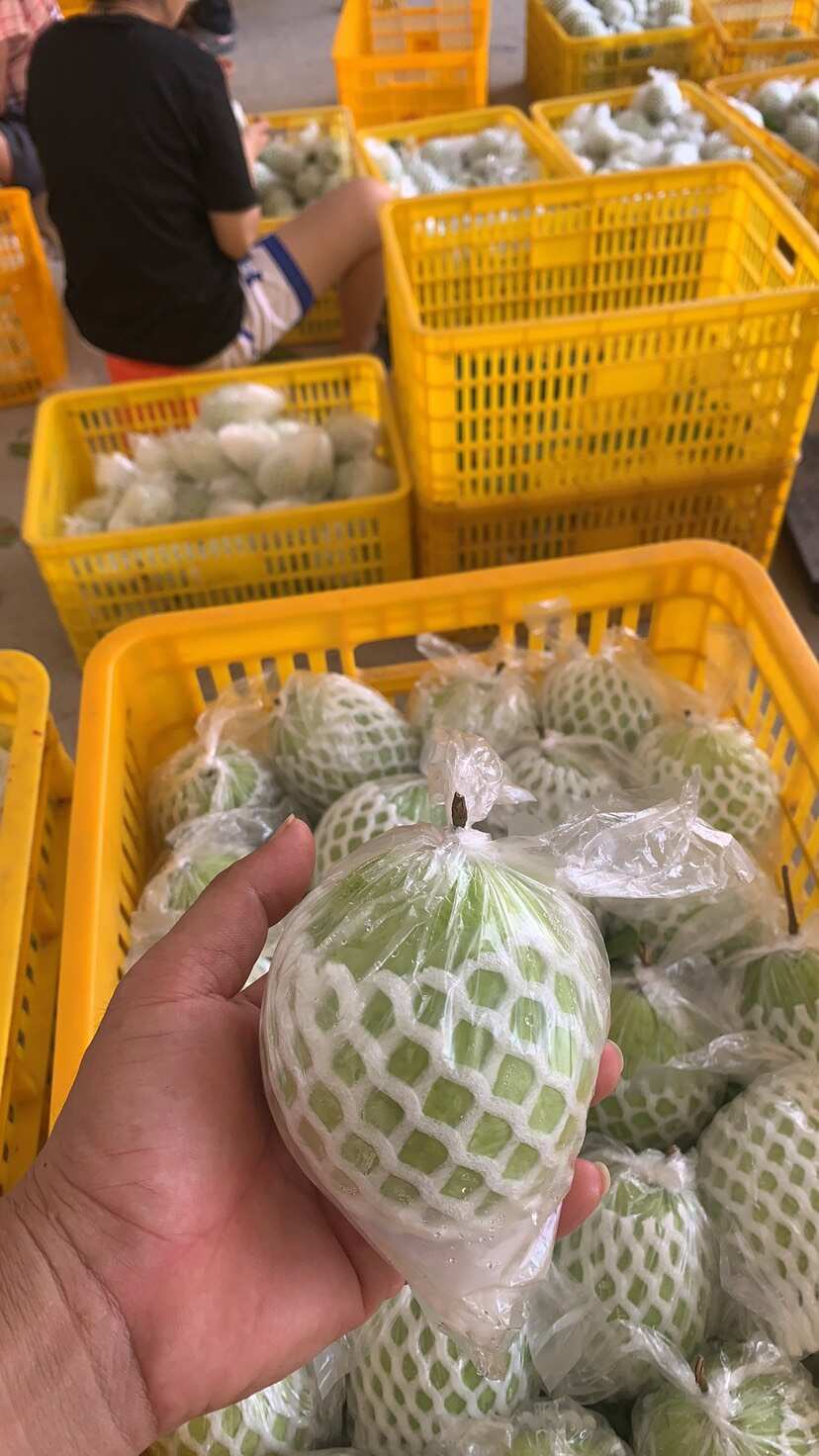 广西北流珍珠白心番石榴 新鲜热带水果