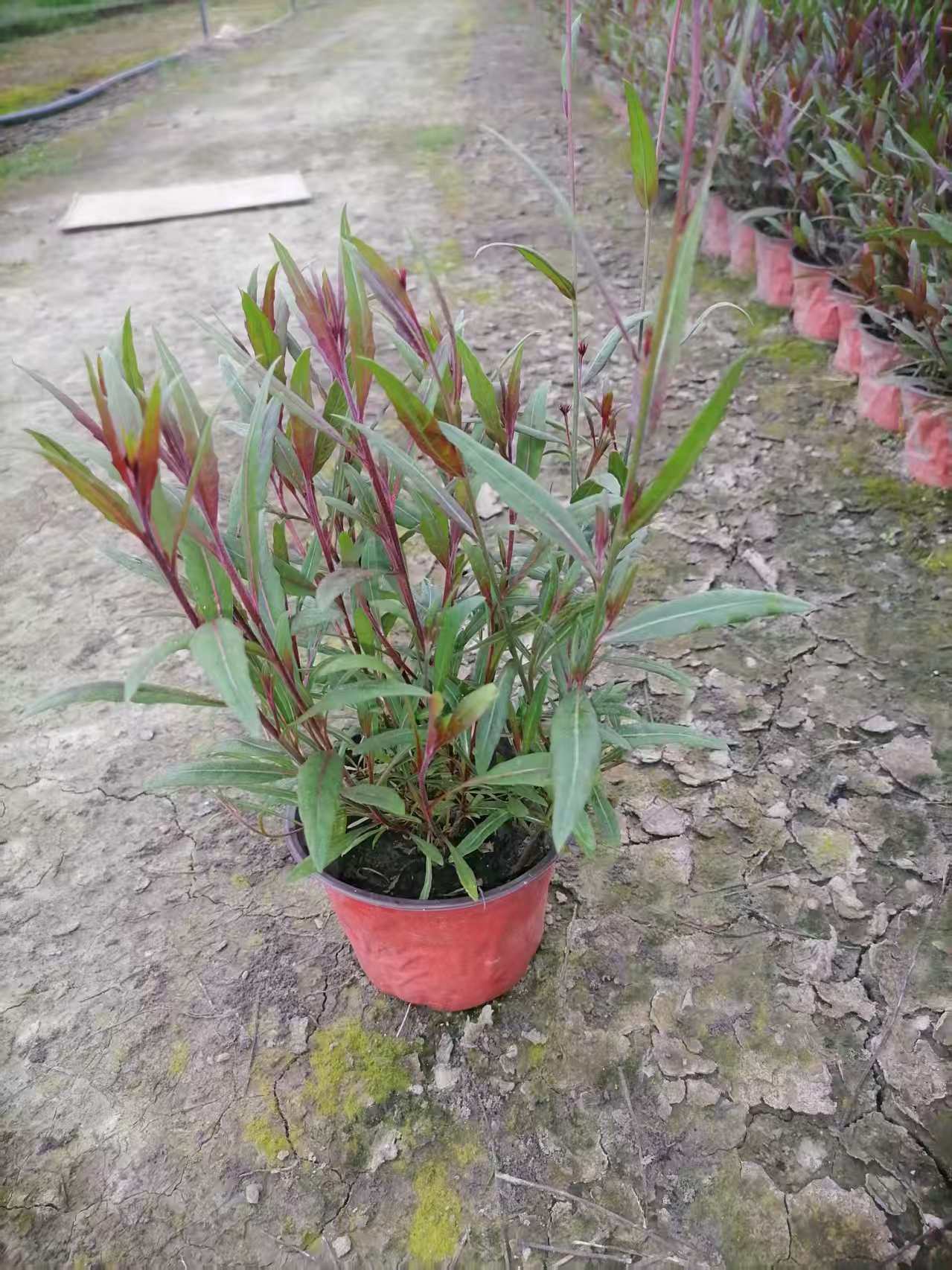 山桃草