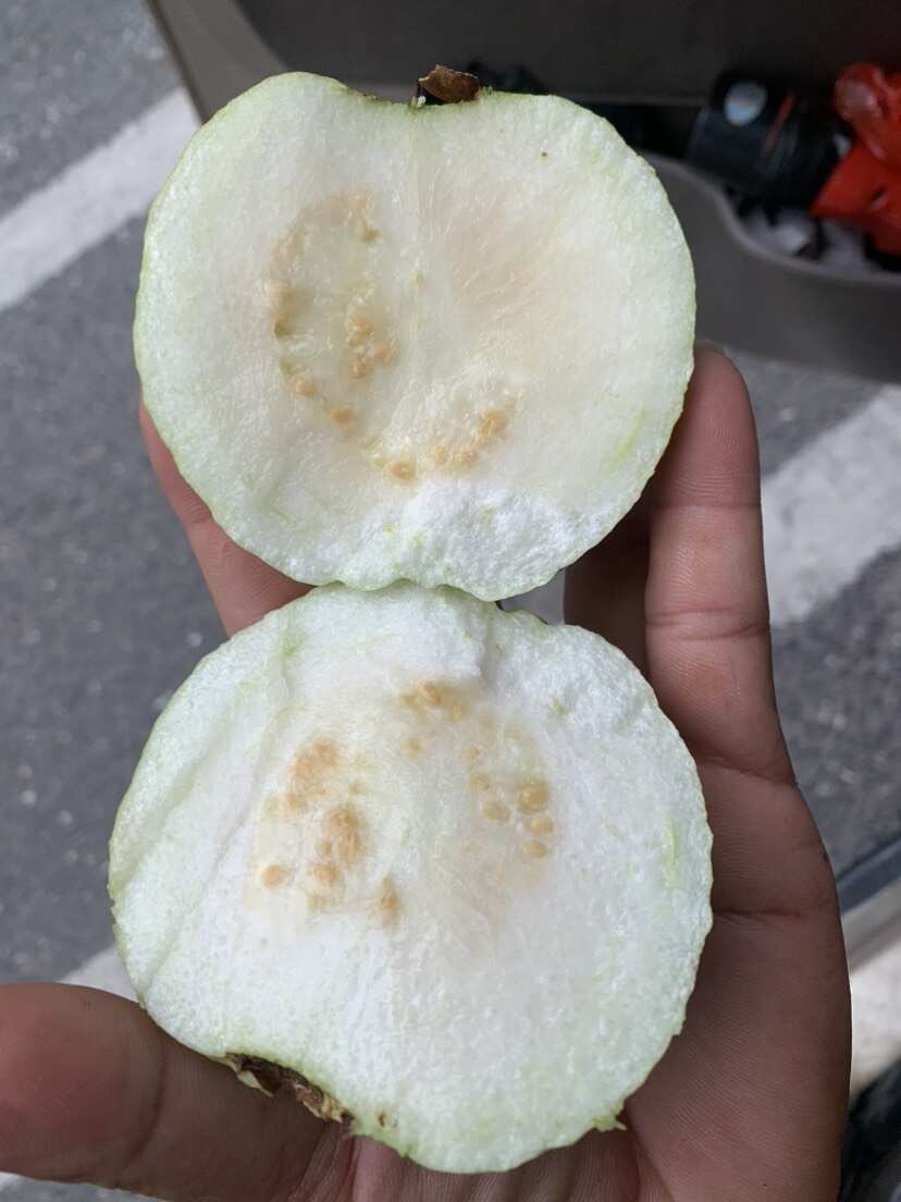 广西北流珍珠白心番石榴 新鲜热带水果