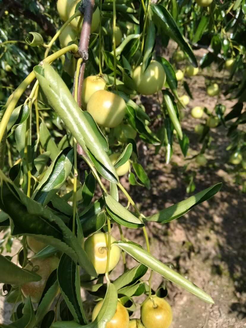 沾化冬枣