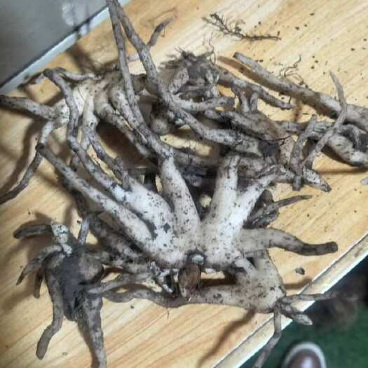 甘孜县手掌参