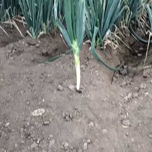 梨树县卖大葱 大棚里面的