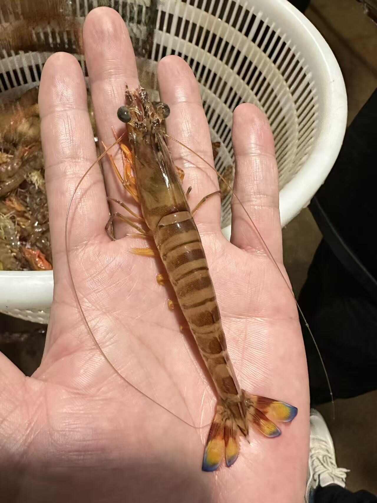 活冻斑节虾
