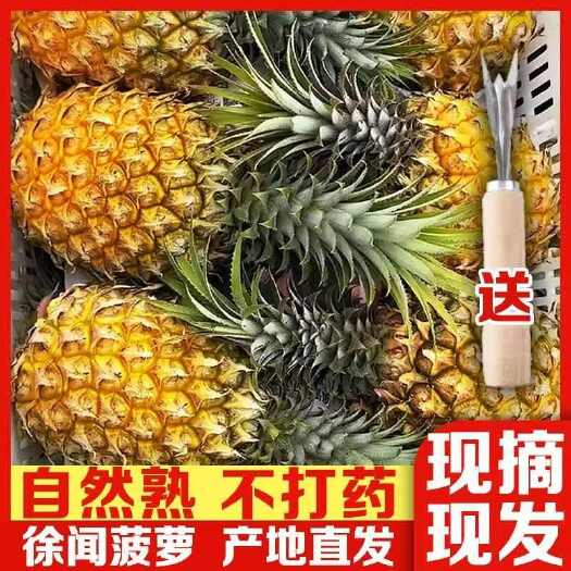 徐闻县徐闻香水小菠萝 树上熟 现摘新鲜水果 整箱产地