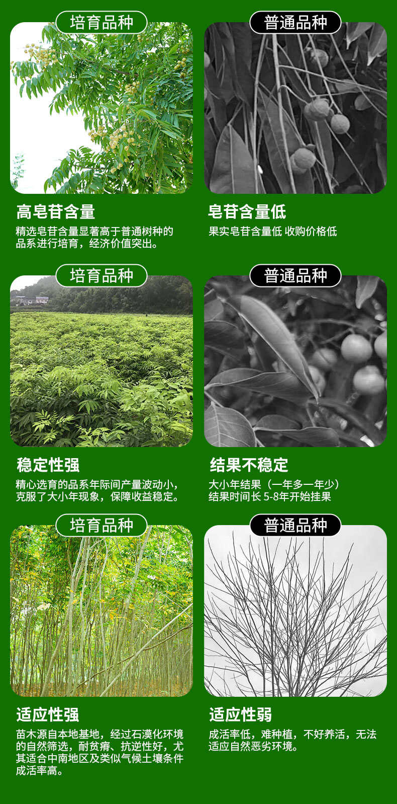 无患子树胸径10-12CM