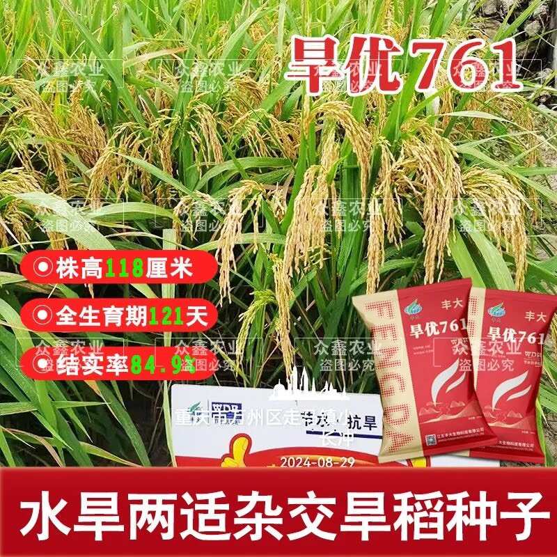 浓香型水稻种子旱稻种子水旱两用旱优716国审杂交旱稻厂家直发
