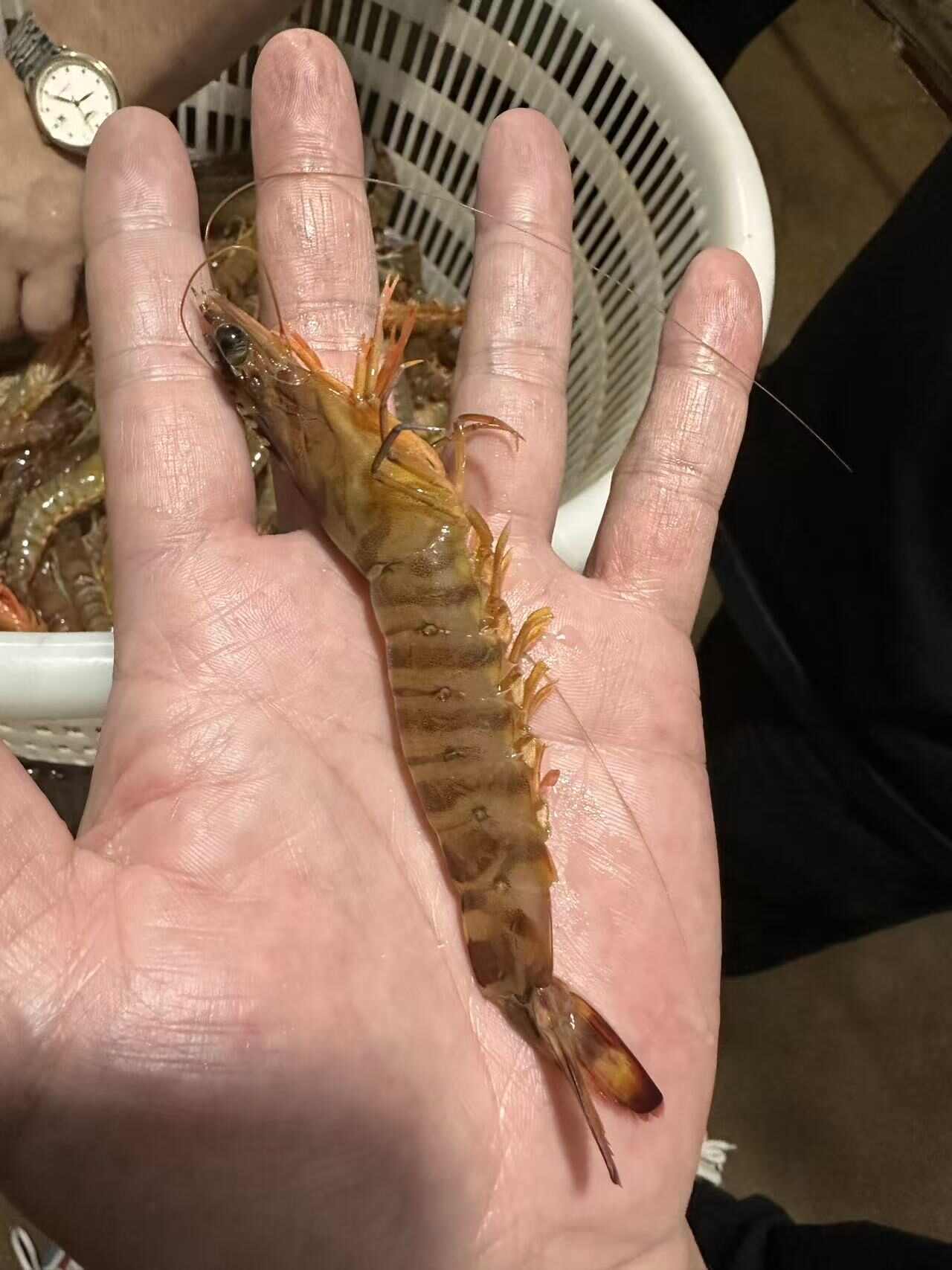 活冻斑节虾