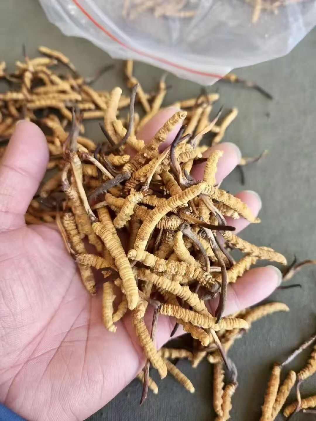 2025冬虫夏草正品头期冬虫草虫草王整草干货礼盒装西藏