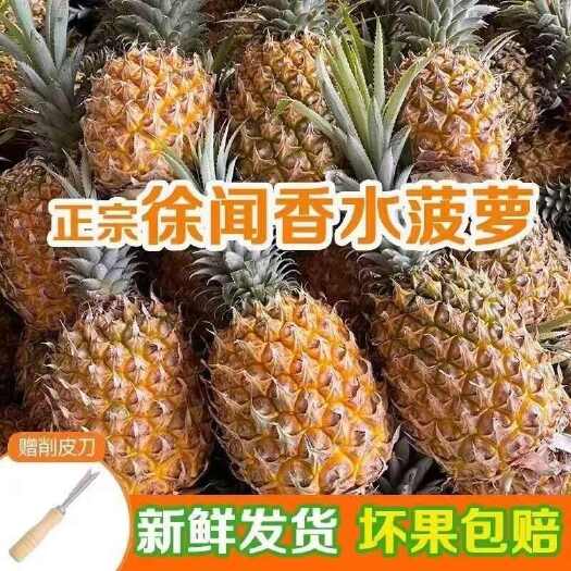 徐闻香水菠萝 树上自然熟 自家果园直发 新鲜现摘