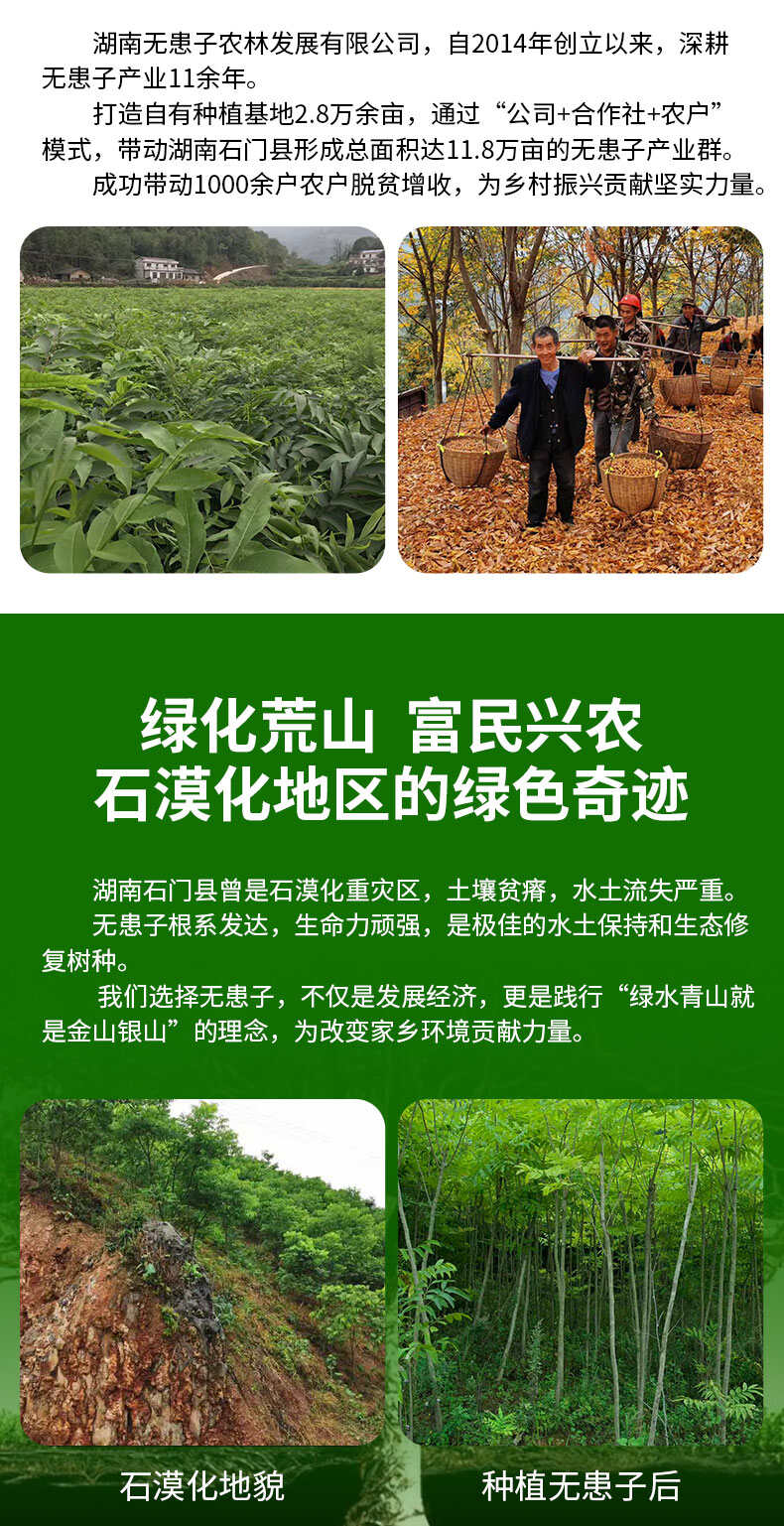 无患子树胸径10-12CM