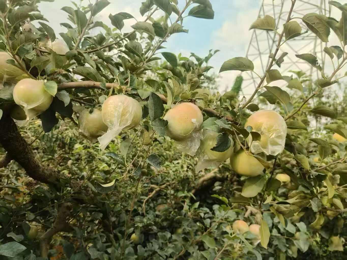 山东品种明月苹果